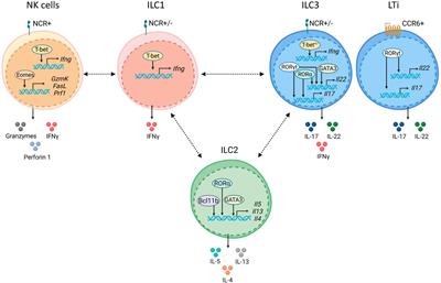 Transcriptional control of ILC identity